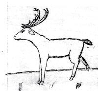 A wise deer A wise deer