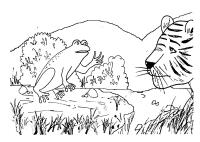 A competition of tiger and frog A competition of tiger and frog